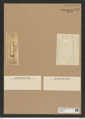 Hemiaulus angustus Grev. (de-Toni-Nr.: Genus 117, Species 3344) Zeichnungen Sammlung Grunow Nr. 6751 (NHMW-BOT-W0375574)